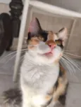 Dora