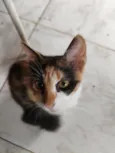 Dora
