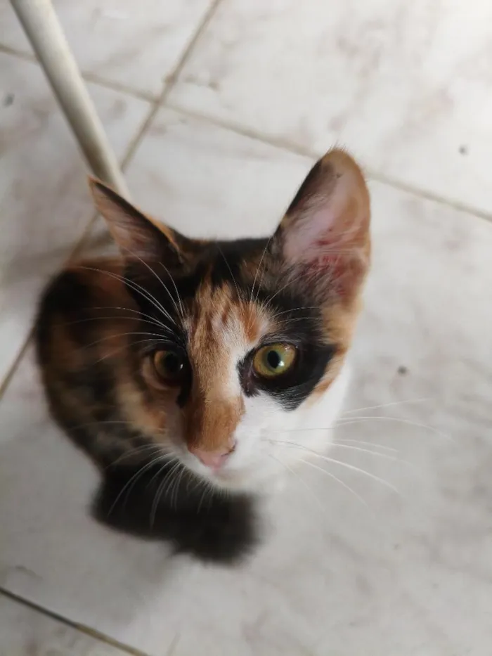 Gato raça SRD-ViraLata idade 7 a 11 meses nome Dora