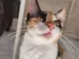 Dora