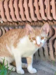 Juquinha 