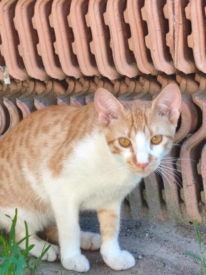 Gato raça SRD-ViraLata idade 7 a 11 meses nome Juquinha 