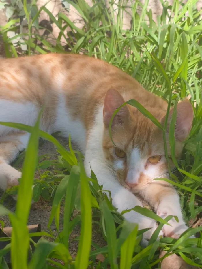 Gato raça SRD-ViraLata idade 7 a 11 meses nome Juquinha 
