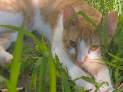 Gato raça SRD-ViraLata idade 7 a 11 meses nome Juquinha 