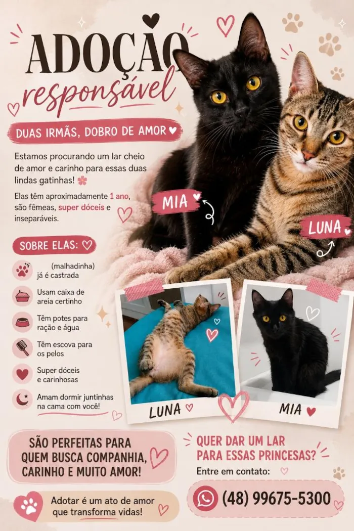 Gato raça SRD-ViraLata idade 1 ano nome luna e Mia