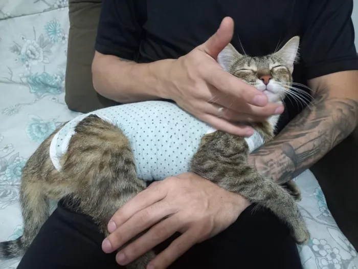 Gato raça SRD-ViraLata idade 1 ano nome luna e Mia