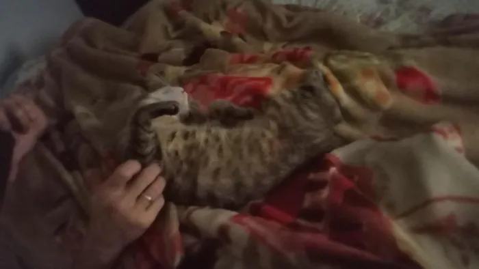 Gato raça SRD-ViraLata idade 1 ano nome luna e Mia
