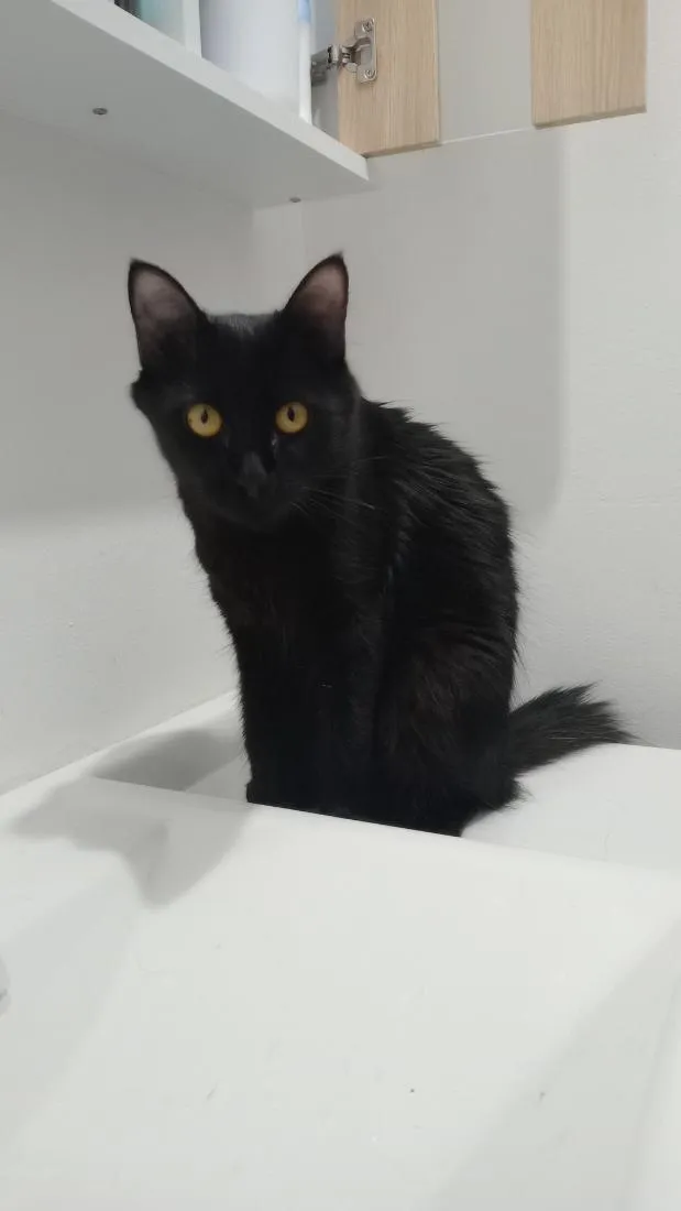 Gato raça SRD-ViraLata idade 1 ano nome luna e Mia