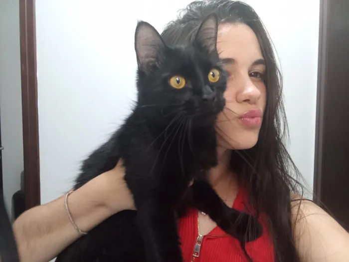 Gato raça SRD-ViraLata idade 1 ano nome luna e Mia