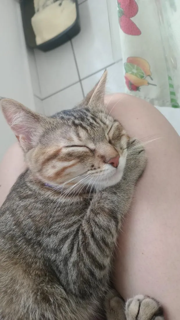 Gato raça SRD-ViraLata idade 1 ano nome luna e Mia