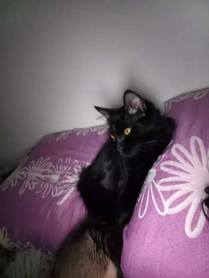 Gato raça SRD-ViraLata idade 1 ano nome luna e Mia