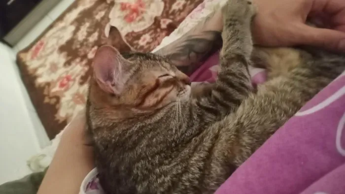 Gato raça SRD-ViraLata idade 1 ano nome luna e Mia