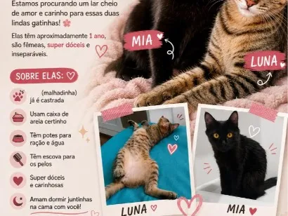 Gato raça SRD-ViraLata idade 1 ano nome luna e Mia