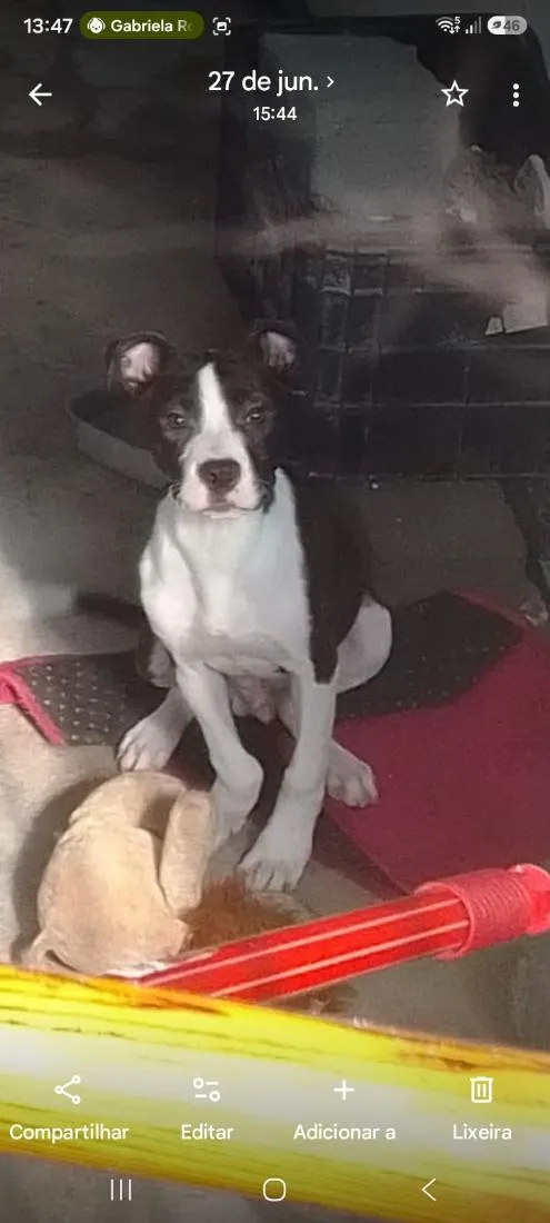 Cachorro raça Pit-Bull idade 2 a 6 meses nome spike