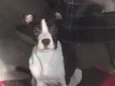 spike