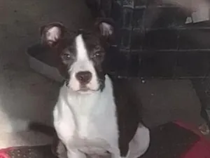 Cachorro raça Pit-Bull idade 2 a 6 meses nome spike
