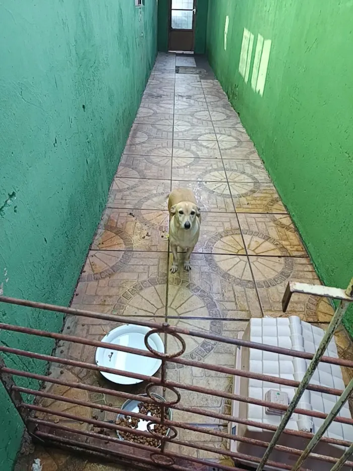 Cachorro raça SRD-ViraLata idade 1 ano nome julie