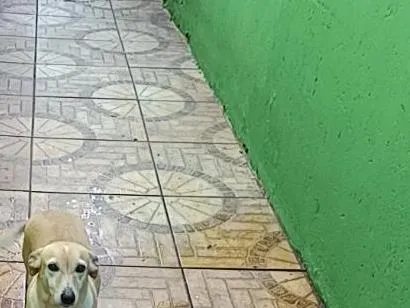 Cachorro raça SRD-ViraLata idade 1 ano nome julie