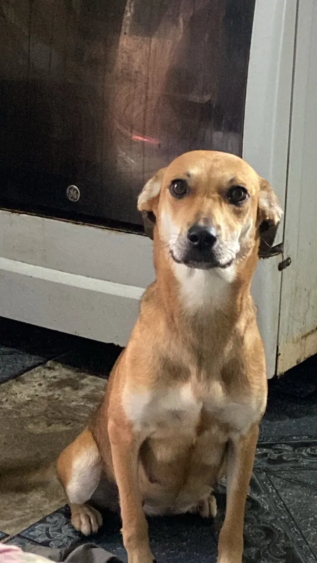 Cachorro raça SRD-ViraLata idade 1 ano nome Estrela