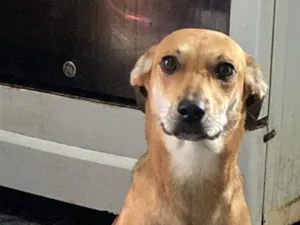 Cachorro raça SRD-ViraLata idade 1 ano nome Estrela