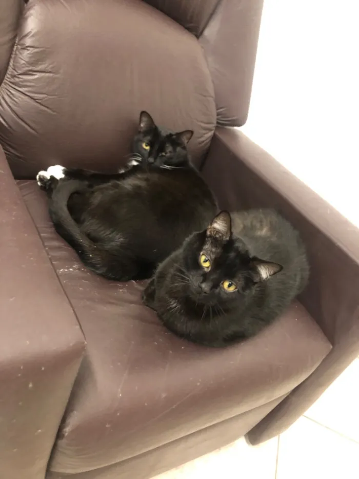Gato raça  idade 2 anos nome Macho se chama Pantera fêmea se chama Safira 