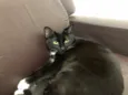 Macho se chama Pantera fêmea se chama Safira 
