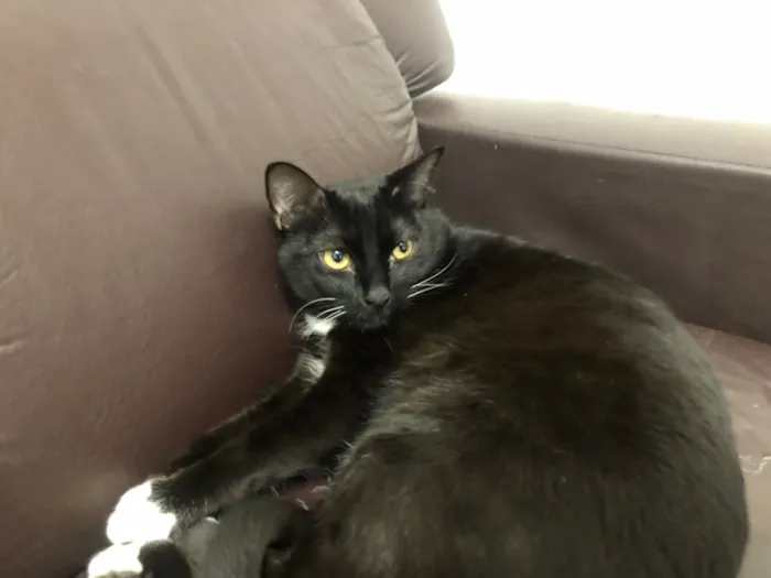 Gato raça  idade 2 anos nome Macho se chama Pantera fêmea se chama Safira 