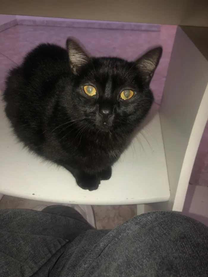Gato raça  idade 2 anos nome Macho se chama Pantera fêmea se chama Safira 