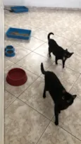 Macho se chama Pantera fêmea se chama Safira 