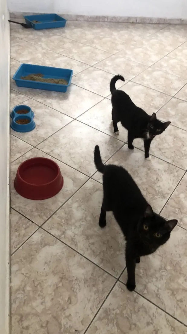 Gato raça  idade 2 anos nome Macho se chama Pantera fêmea se chama Safira 