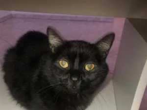 Gato raça  idade 2 anos nome Macho se chama Pantera fêmea se chama Safira 