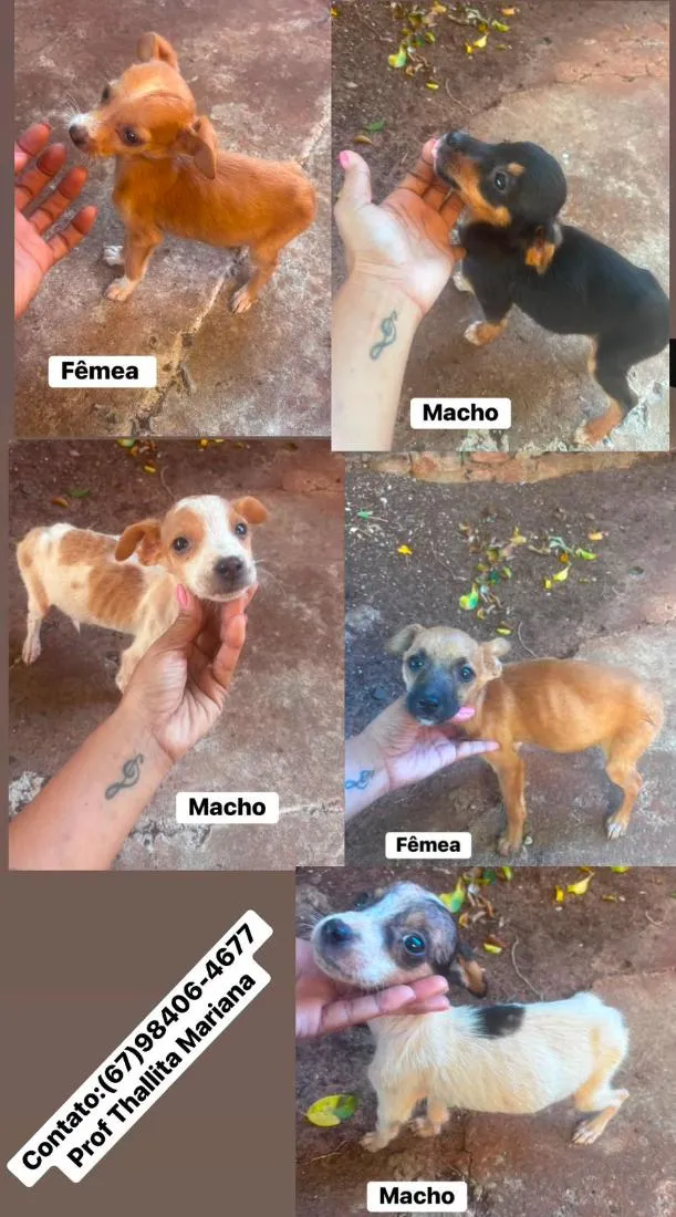 Cachorro raça SRD-ViraLata idade 2 a 6 meses nome SEM NOME