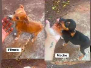 Cachorro raça SRD-ViraLata idade 2 a 6 meses nome SEM NOME