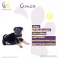 Gouda
