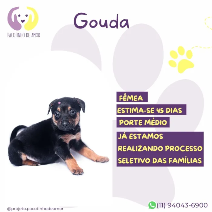Cachorro raça SRD-ViraLata idade Abaixo de 2 meses nome Gouda
