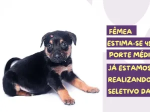 Cachorro raça SRD-ViraLata idade Abaixo de 2 meses nome Gouda