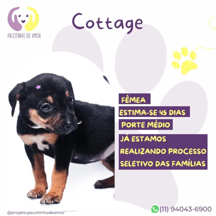 Cachorro raça SRD-ViraLata idade Abaixo de 2 meses nome Cottage 