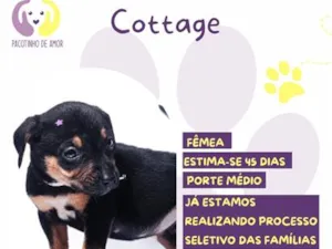 Cachorro raça SRD-ViraLata idade Abaixo de 2 meses nome Cottage 