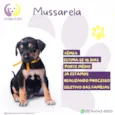 Mussarela
