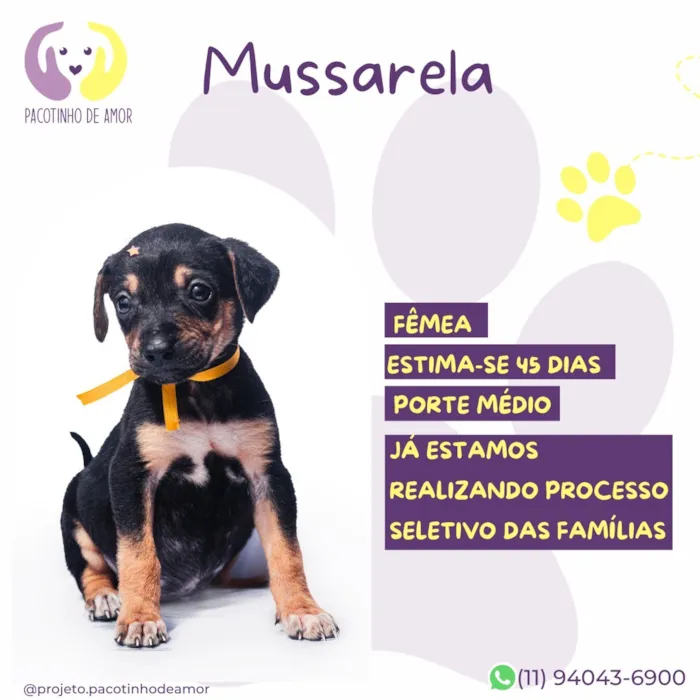 Cachorro raça SRD-ViraLata idade Abaixo de 2 meses nome Mussarela