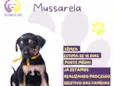 Mussarela