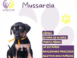 Cachorro raça SRD-ViraLata idade Abaixo de 2 meses nome Mussarela