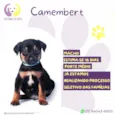 Camembert