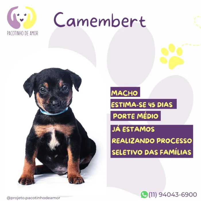Cachorro raça SRD-ViraLata idade Abaixo de 2 meses nome Camembert