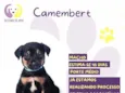 Camembert