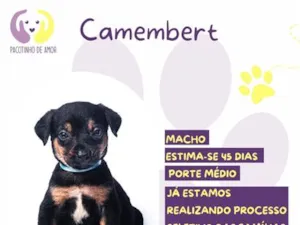 Cachorro raça SRD-ViraLata idade Abaixo de 2 meses nome Camembert