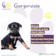 Gorgonzola
