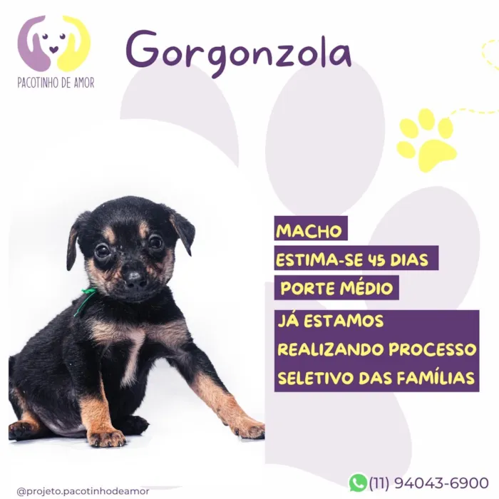 Cachorro raça SRD-ViraLata idade Abaixo de 2 meses nome Gorgonzola