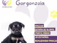 Gorgonzola
