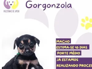 Cachorro raça SRD-ViraLata idade Abaixo de 2 meses nome Gorgonzola